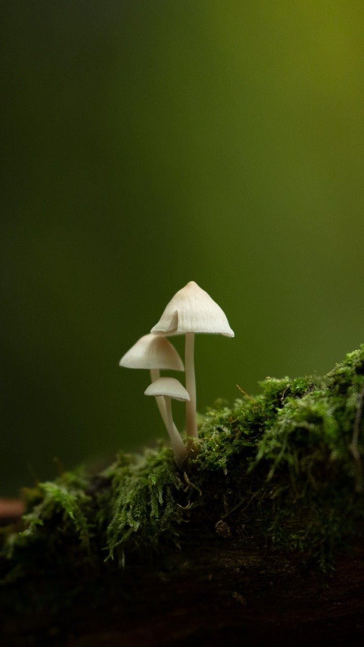 What are Nootropics?